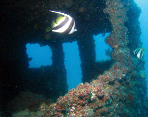 Curtin Artificial Reef Curtin Artificial Reef